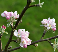 Blomst fra August æble